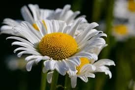 Aperiam eius consect